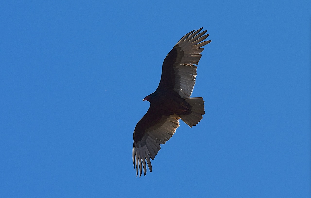 Image - turkey vulture bird scavenger