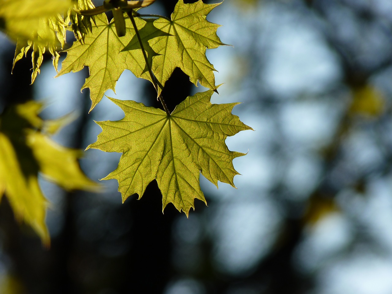 Image - maple tree leaf sun shine through