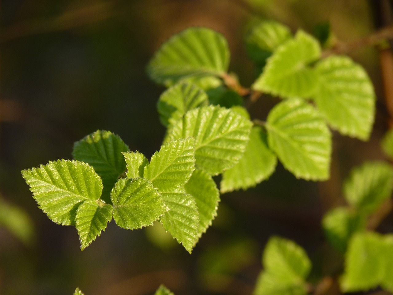 Image - beech spring leaves branch green