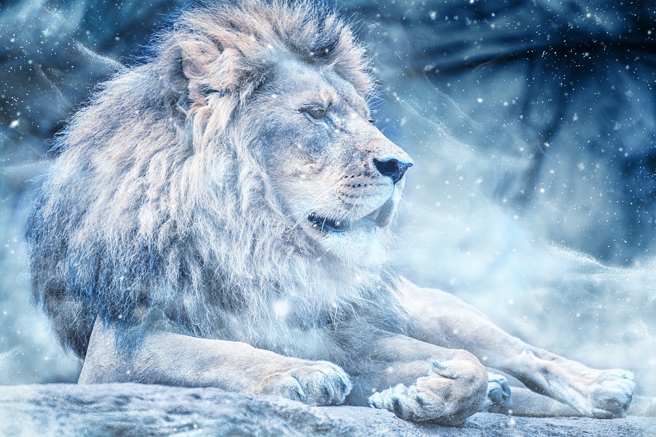 Image - lion snow lying down art animal