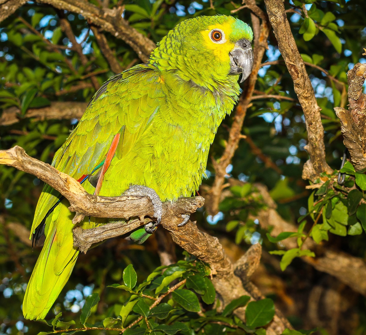 Image - parrot birds environment nature