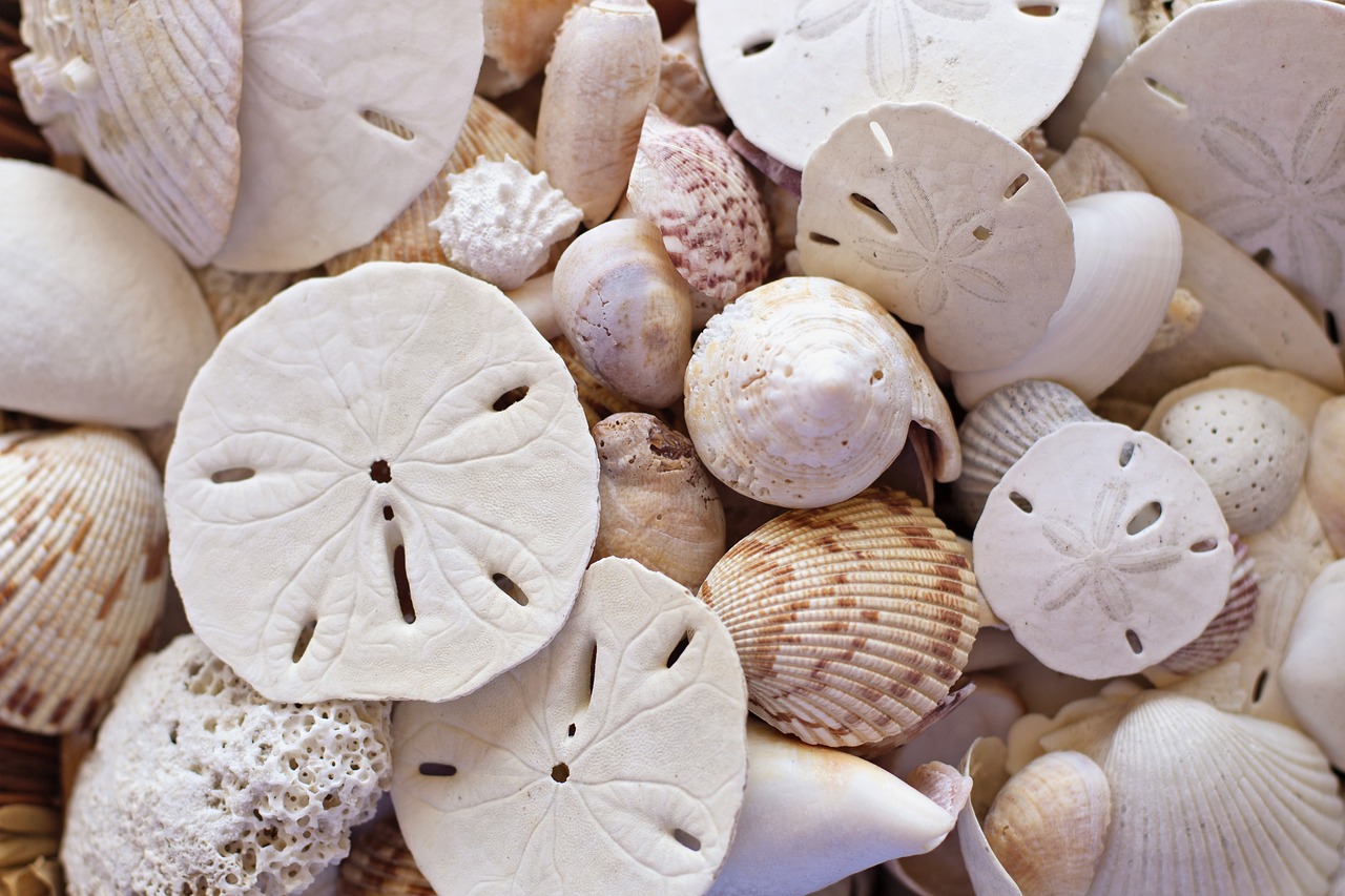 Image - shells beach seaside sand dollars