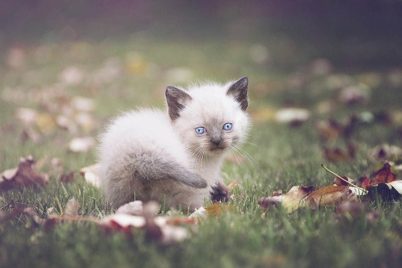 Image - kitten cat blue eyes soft pet