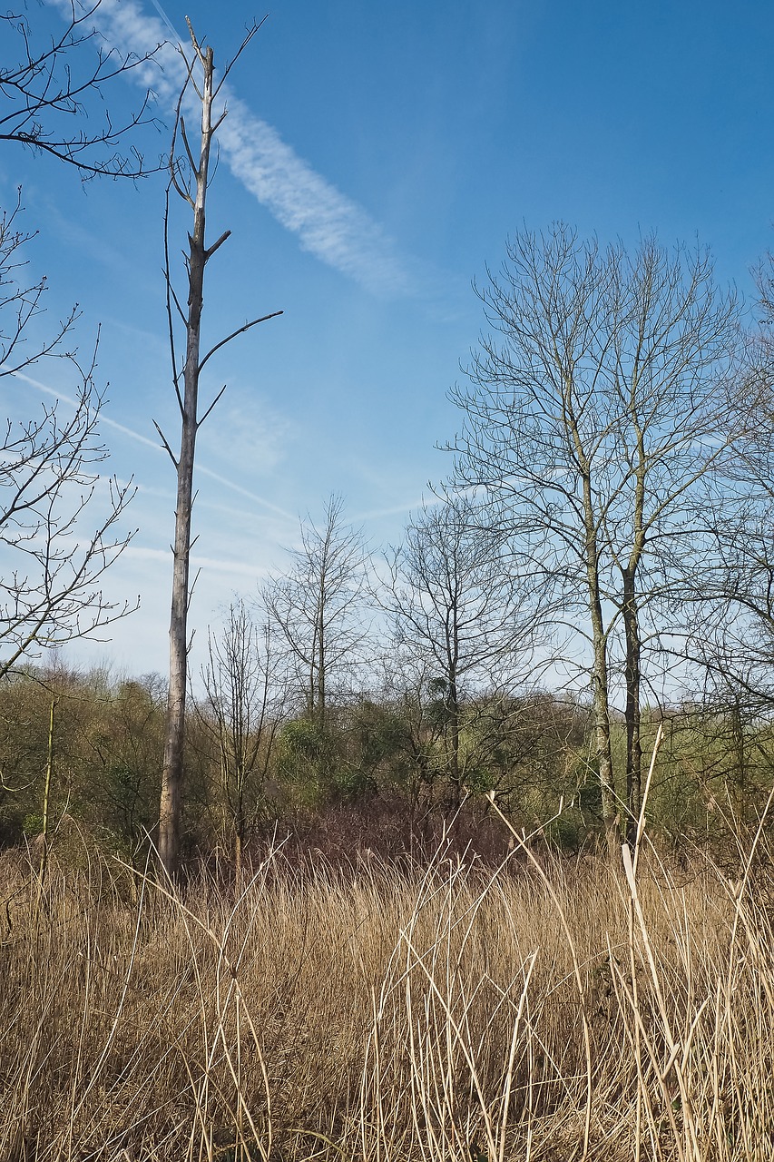 Image - landscape meadowlands trees