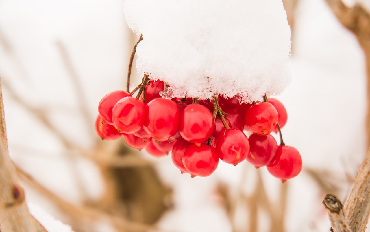 Image - snow dew close cold white fruit