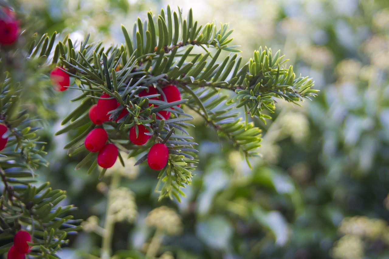 Image - winter berries berry christmas
