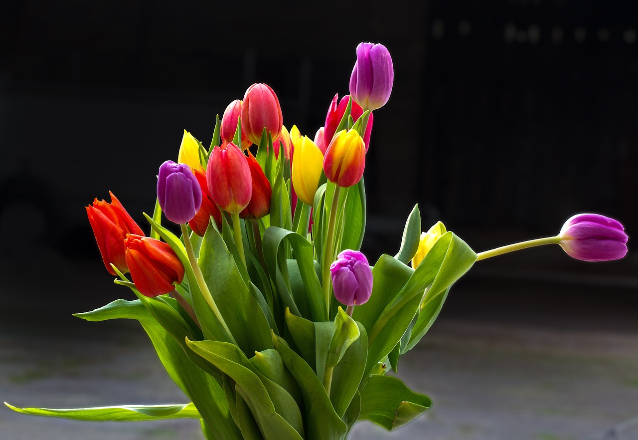 Image - tulips flowers cut flowers