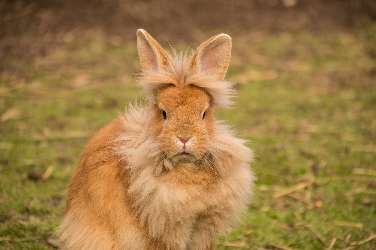 Image - hare rabbit lion head bunny animal