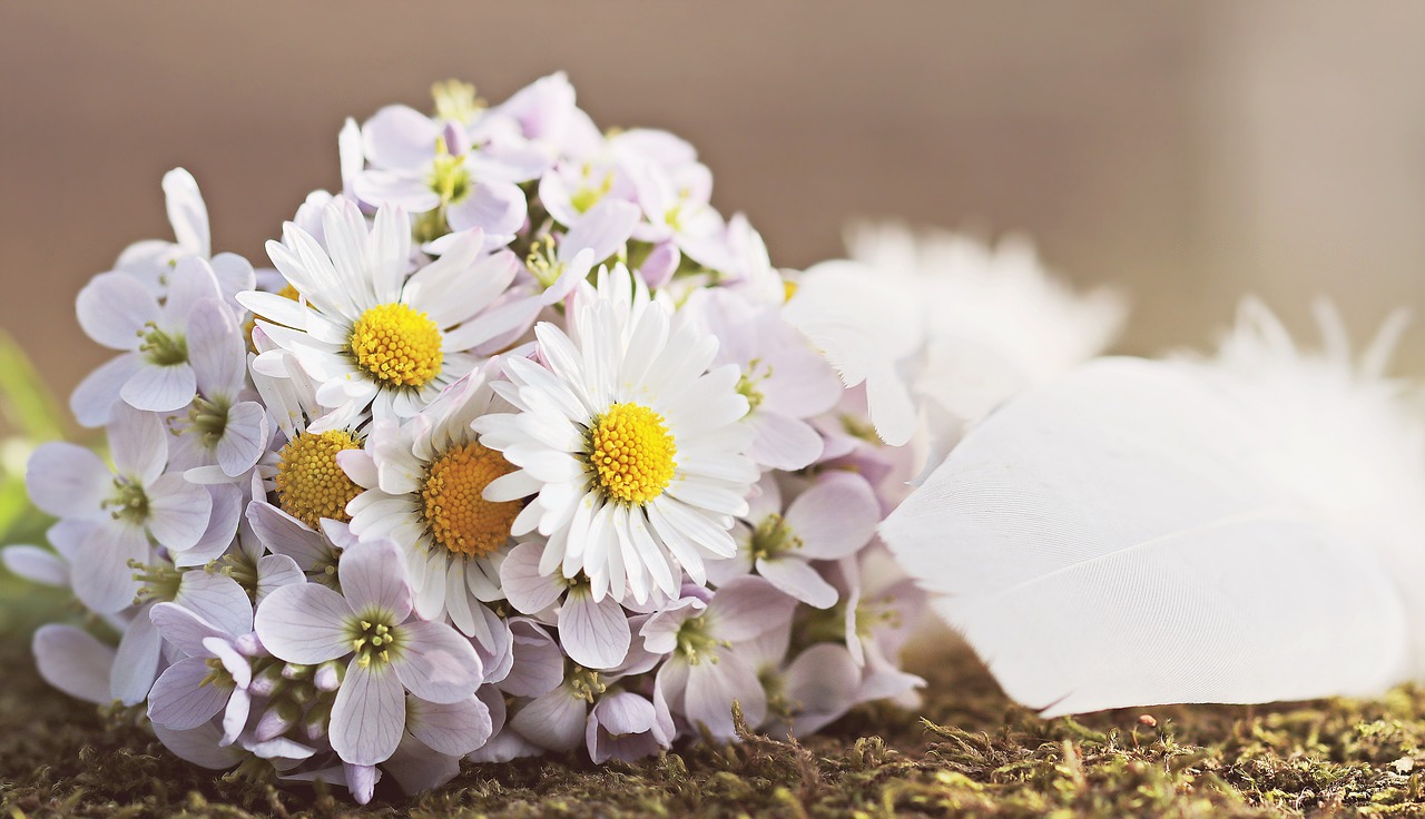 Image - wildflowers daisy feather