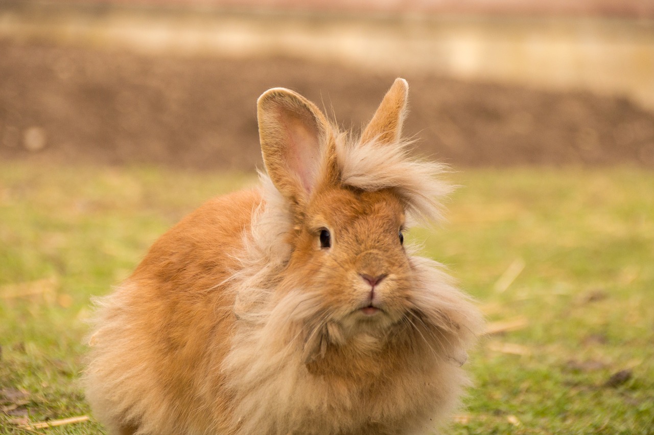 Image - hare rabbit lion head cute fur