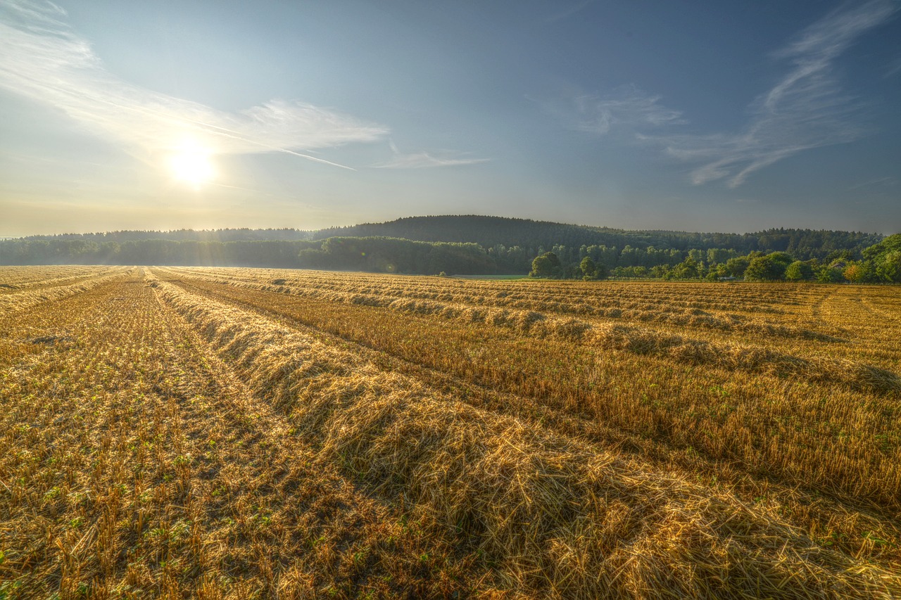 Image - field sun landscape summer autumn