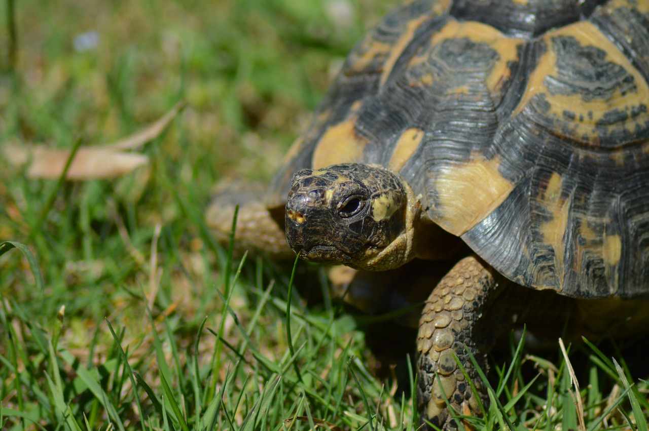 Image - turtle greek tortoise moorish turtle