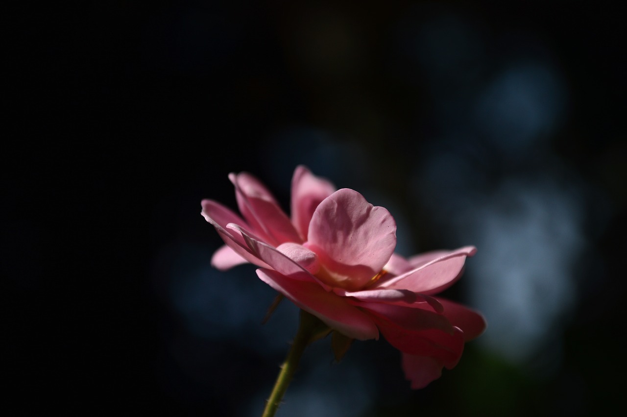 Image - rose green morning single flower