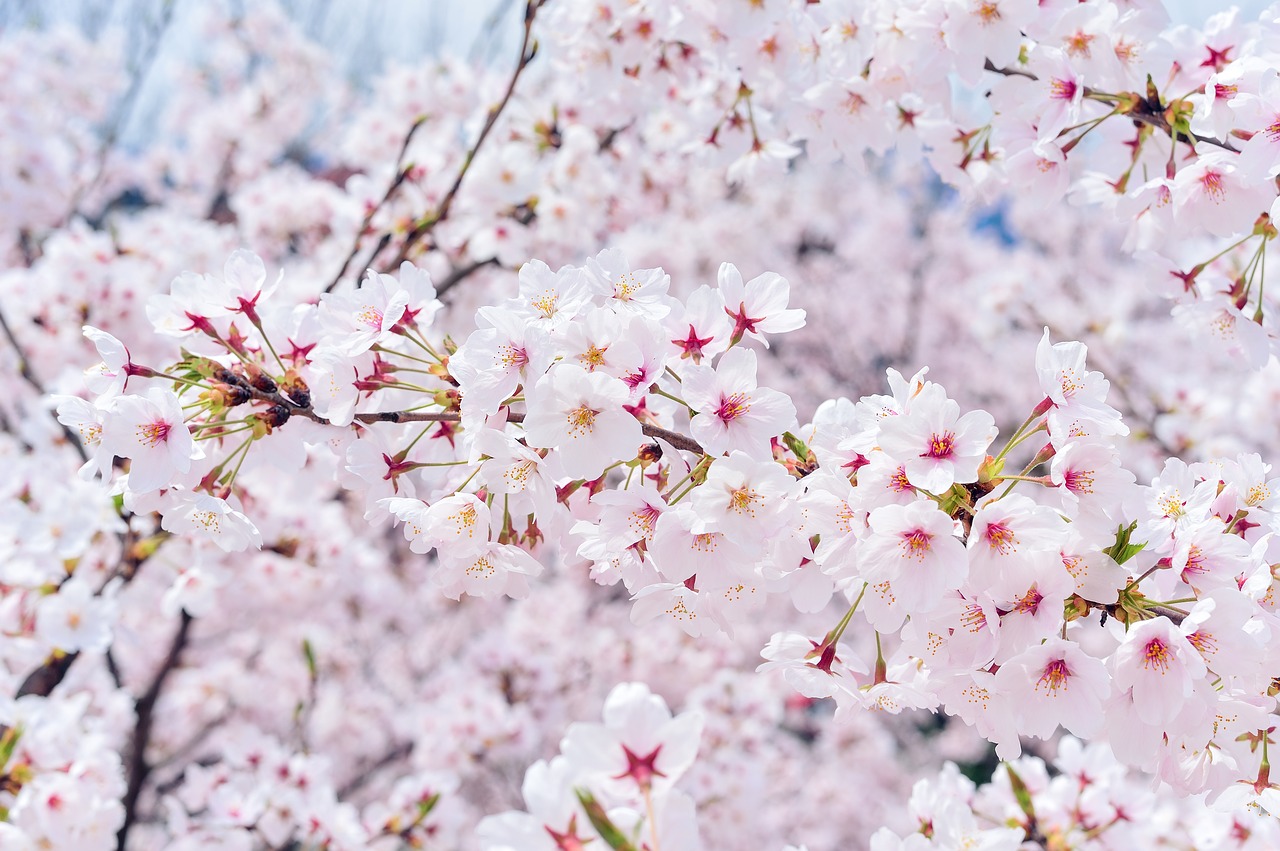 Image - japan landscape spring plant
