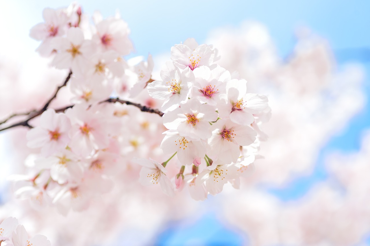 Image - japan landscape spring plant