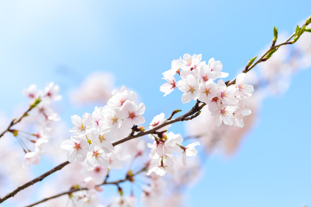 Image - japan landscape spring plant