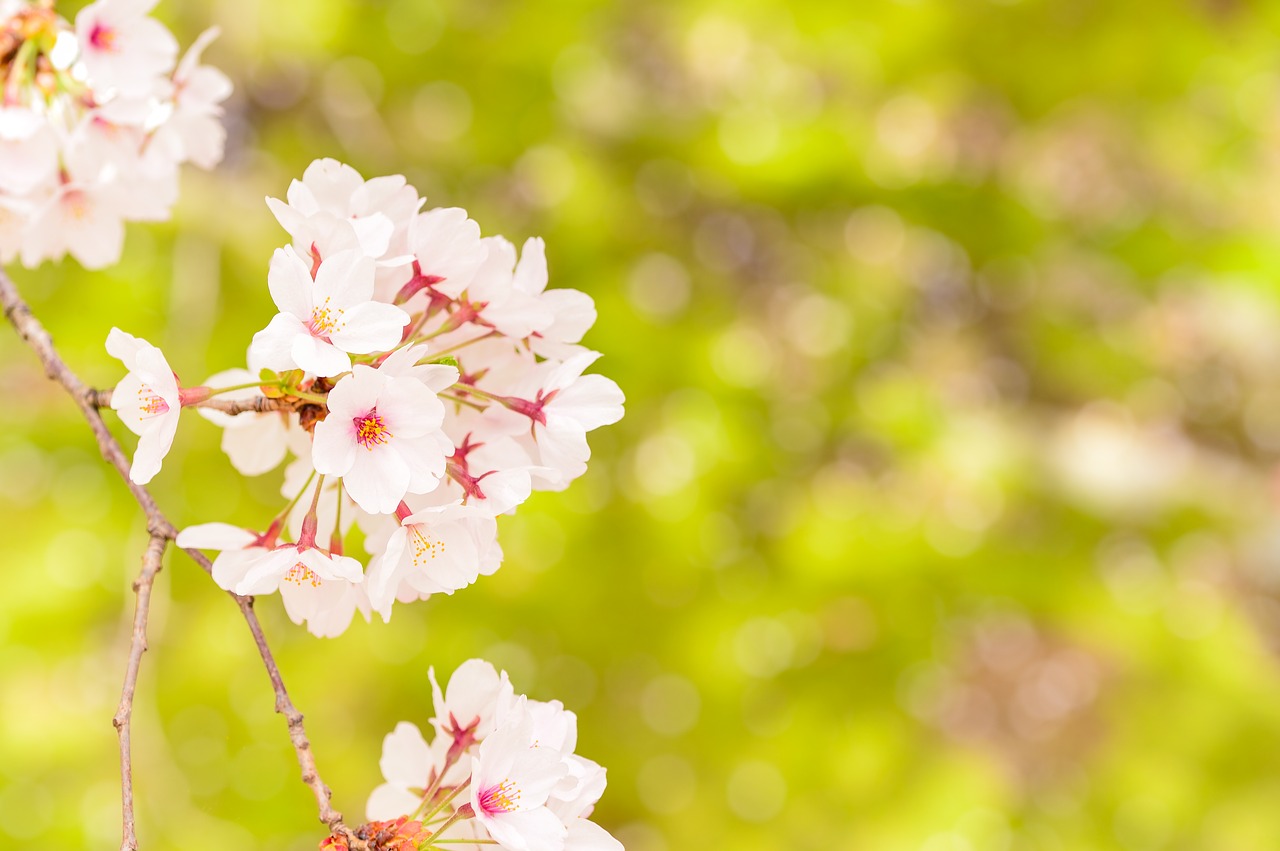 Image - japan landscape spring plant