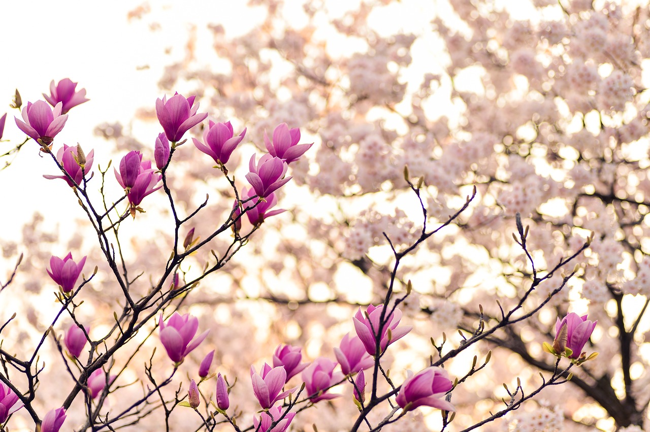 Image - japan landscape spring plant