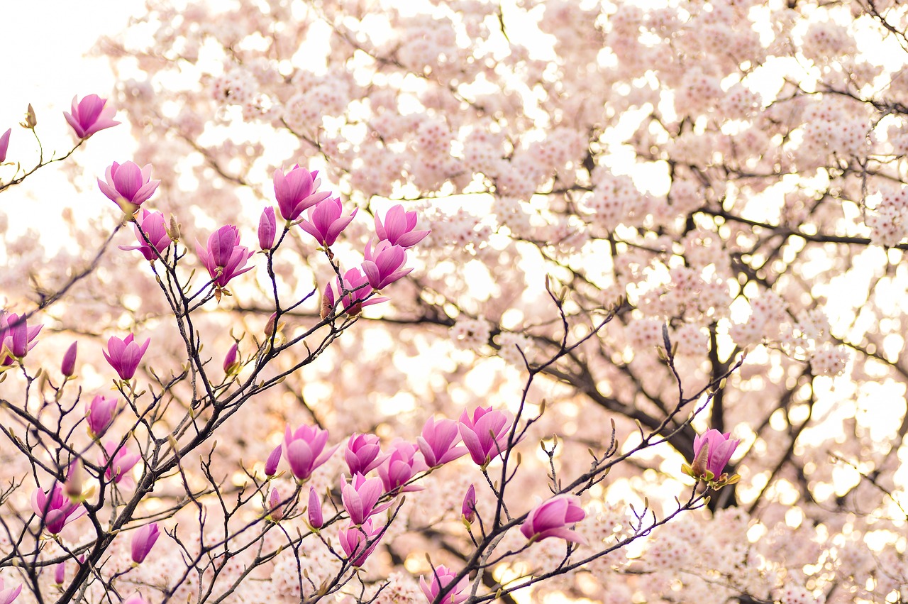 Image - japan landscape spring plant