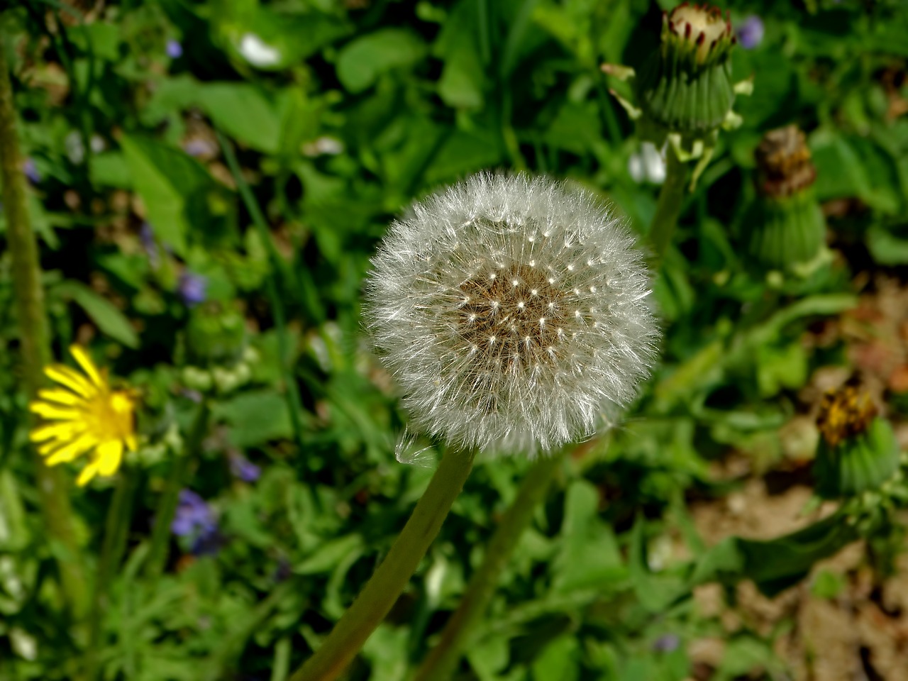 Image - dandelion flower spring fluffy