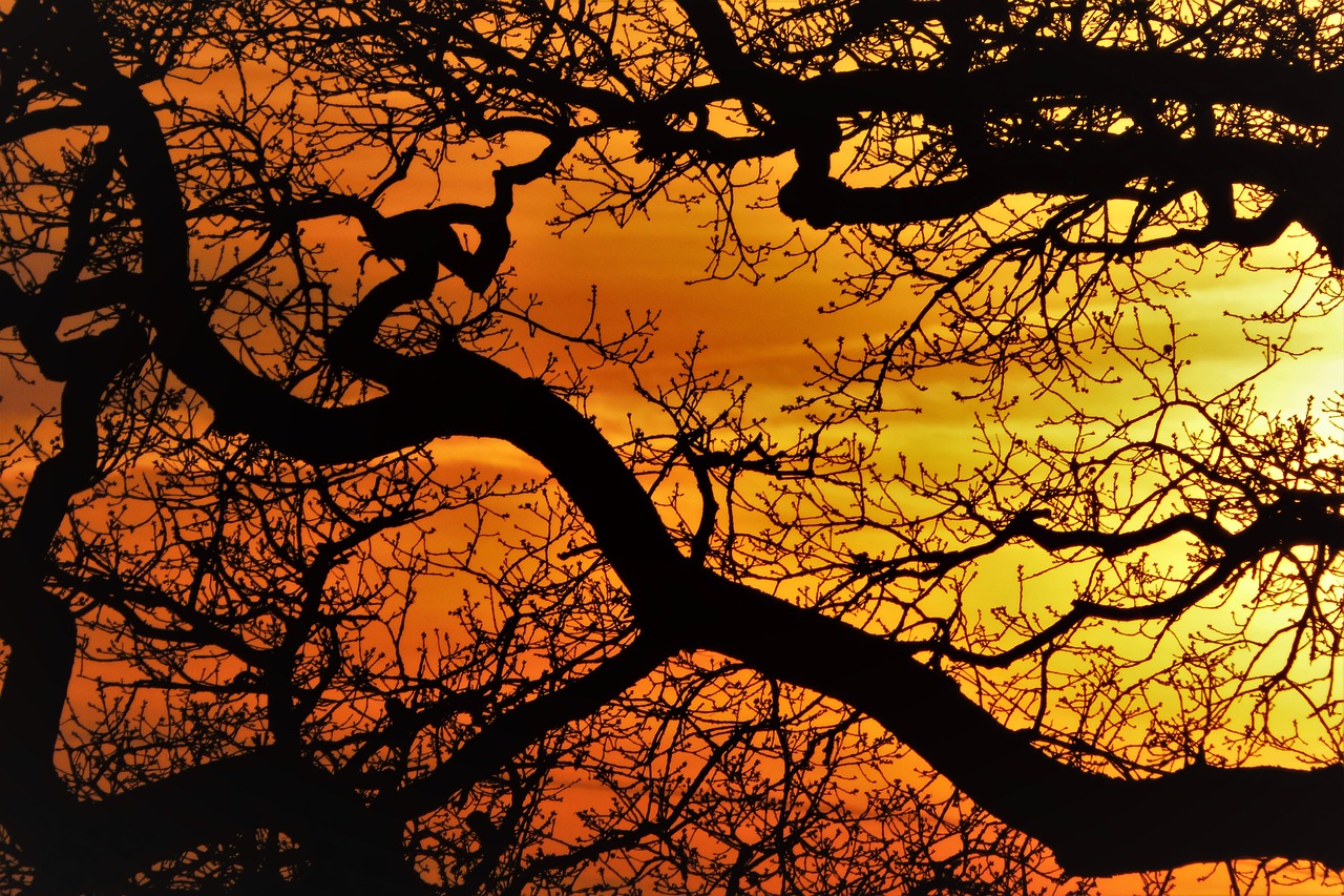 Image - trees tree aesthetic sunset branch