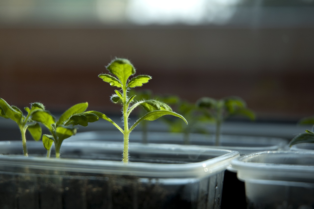 Image - tomatoes sprout food healthy