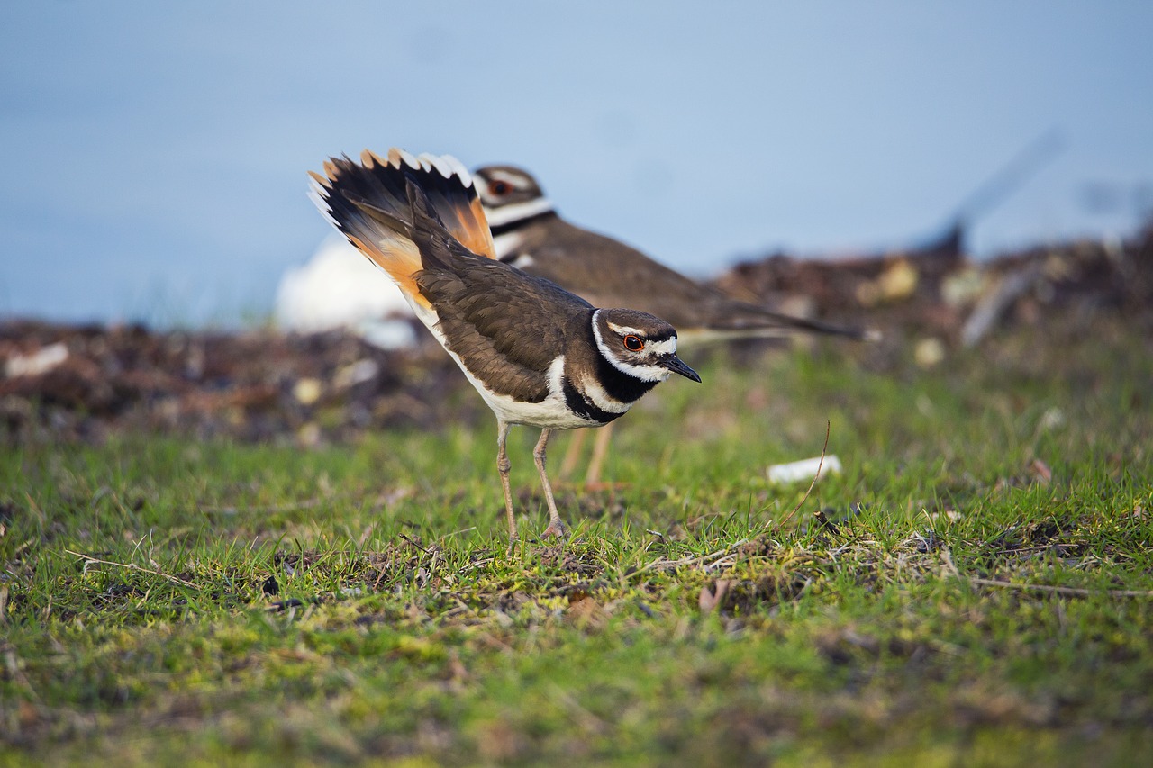 Image - bird dancing animal dance nature