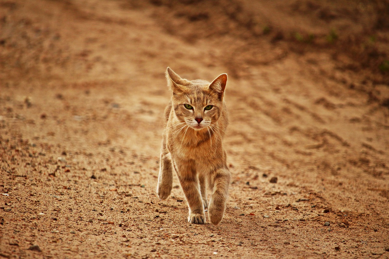 Image - cat tiger cat mieze breed cat