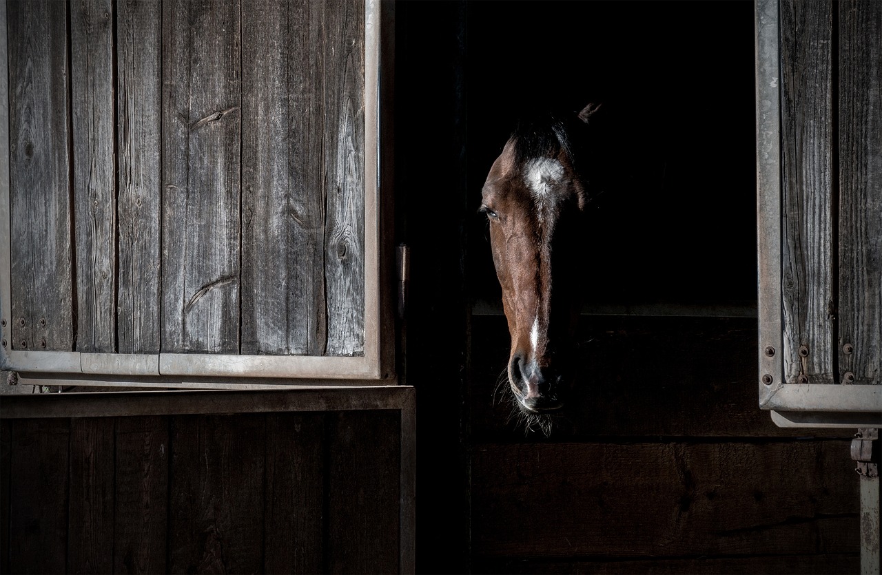 Image - horse portrait box stall head