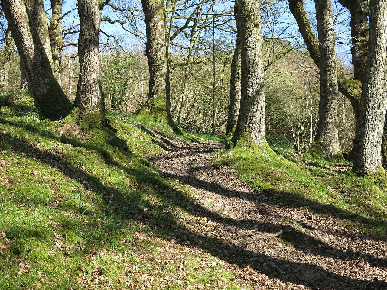 Image - woodland trees path spring