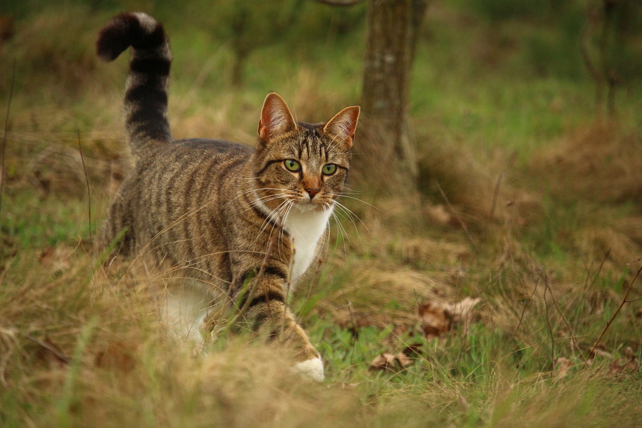 Image - cat mackerel kitten mieze