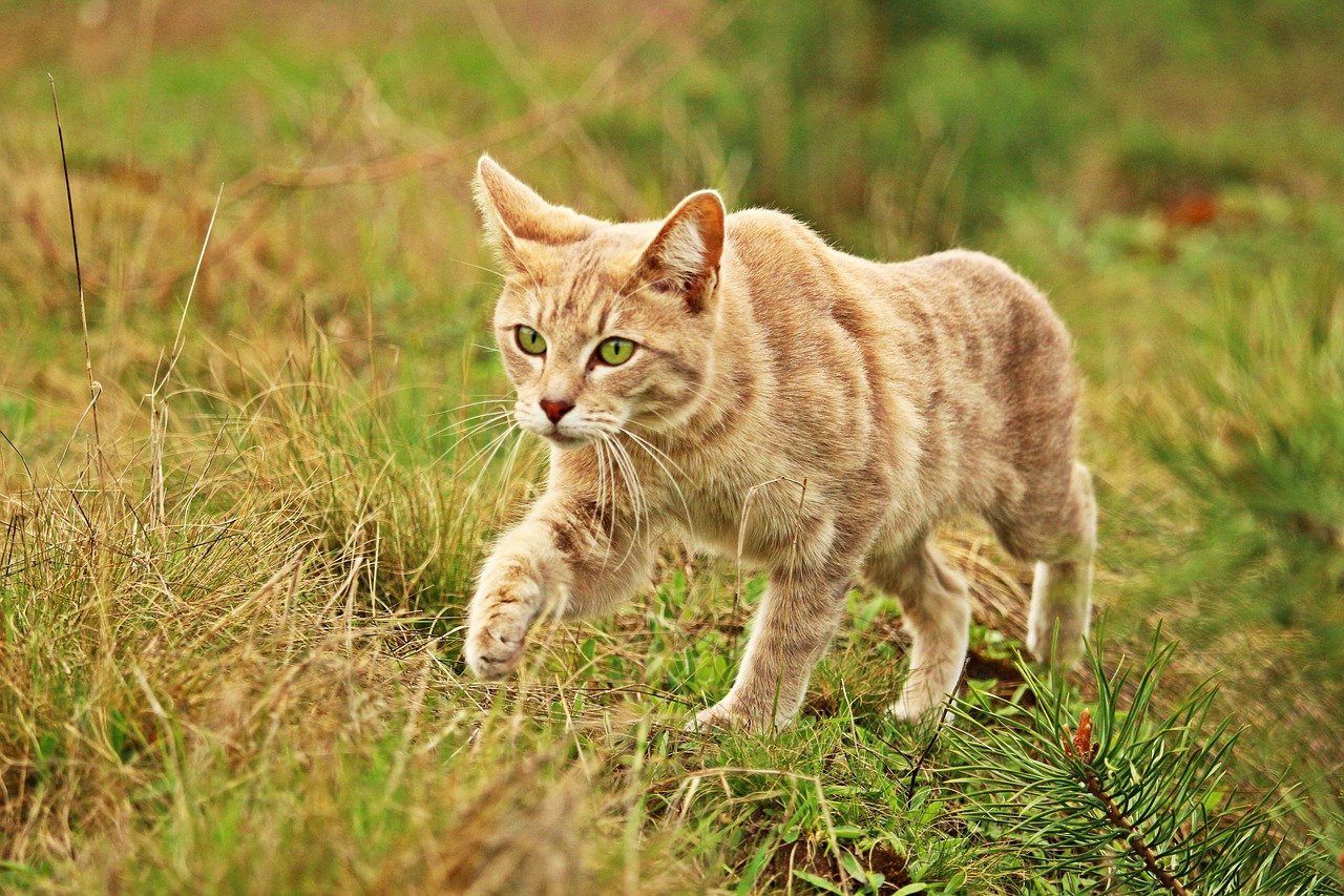 Image - cat kitten tiger cat grass pet