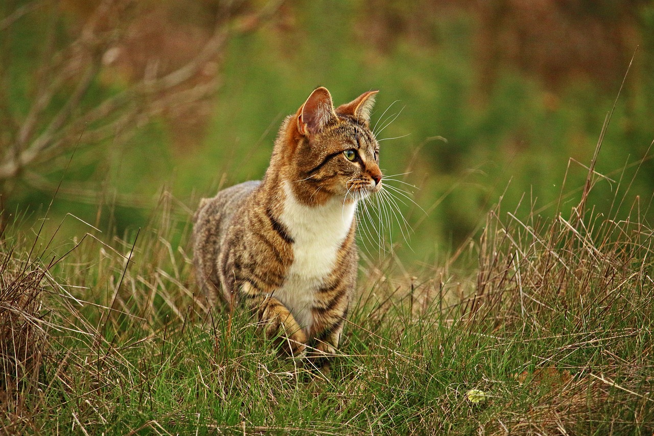 Image - cat mieze kitten mackerel tabby