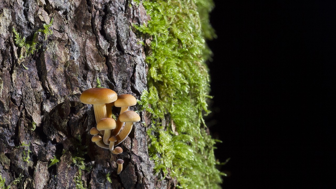 Image - mushroom moss forest log