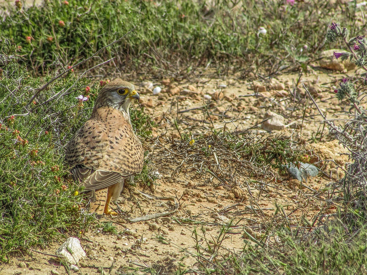 Image - falcon bird animal hawk