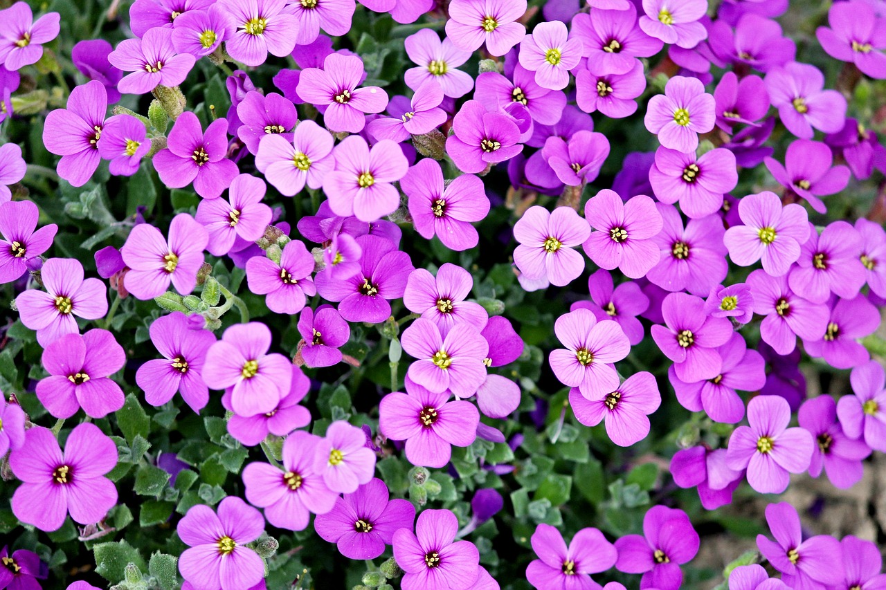 Image - blue pillow garden plant purple