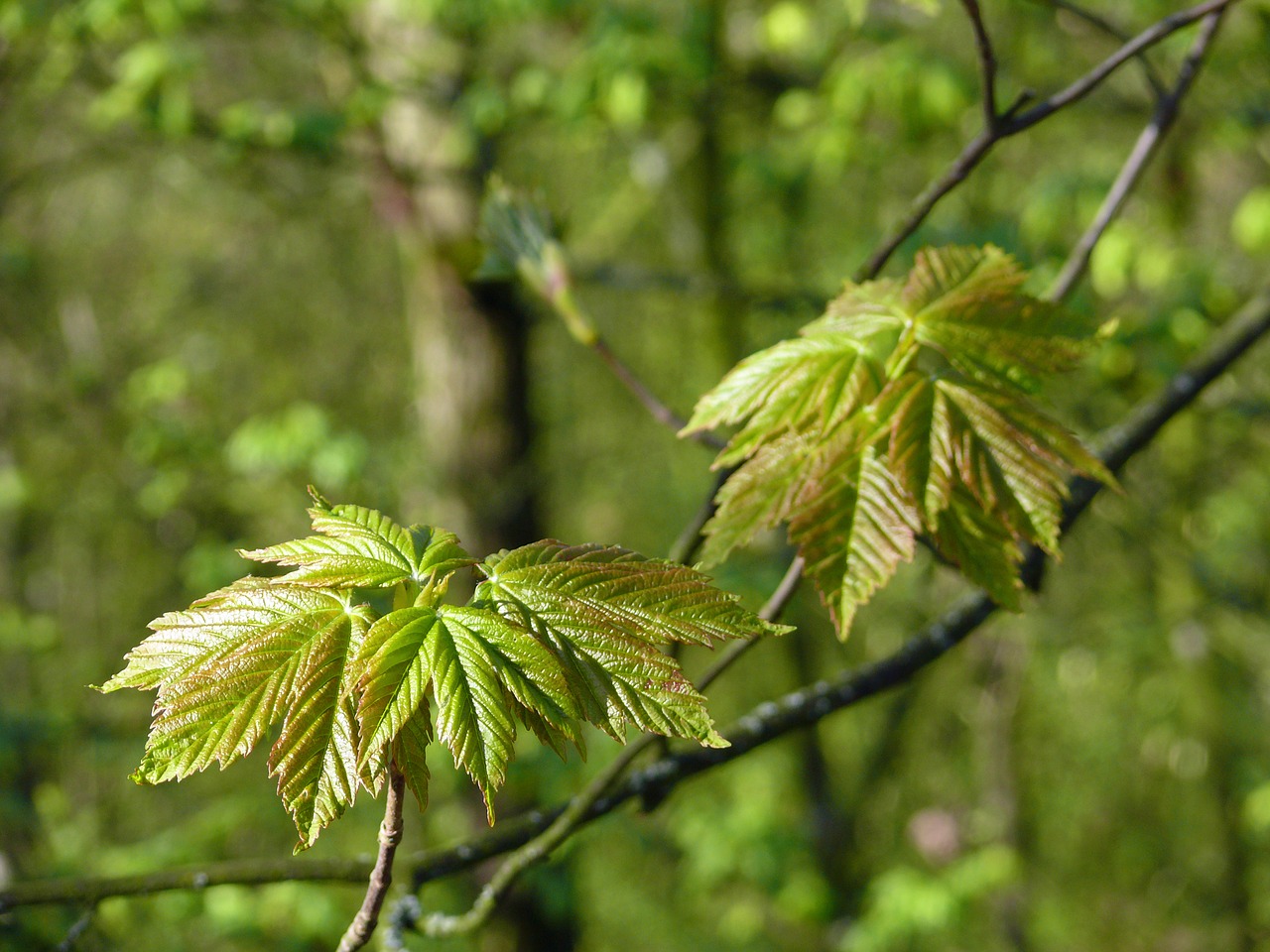 Image - maple leaves young leaves