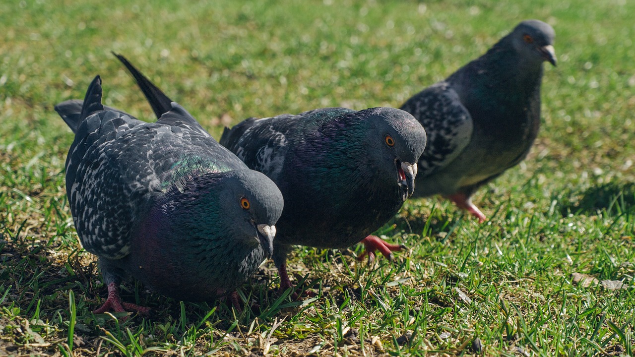 Image - pigeons three pigeons feathered race