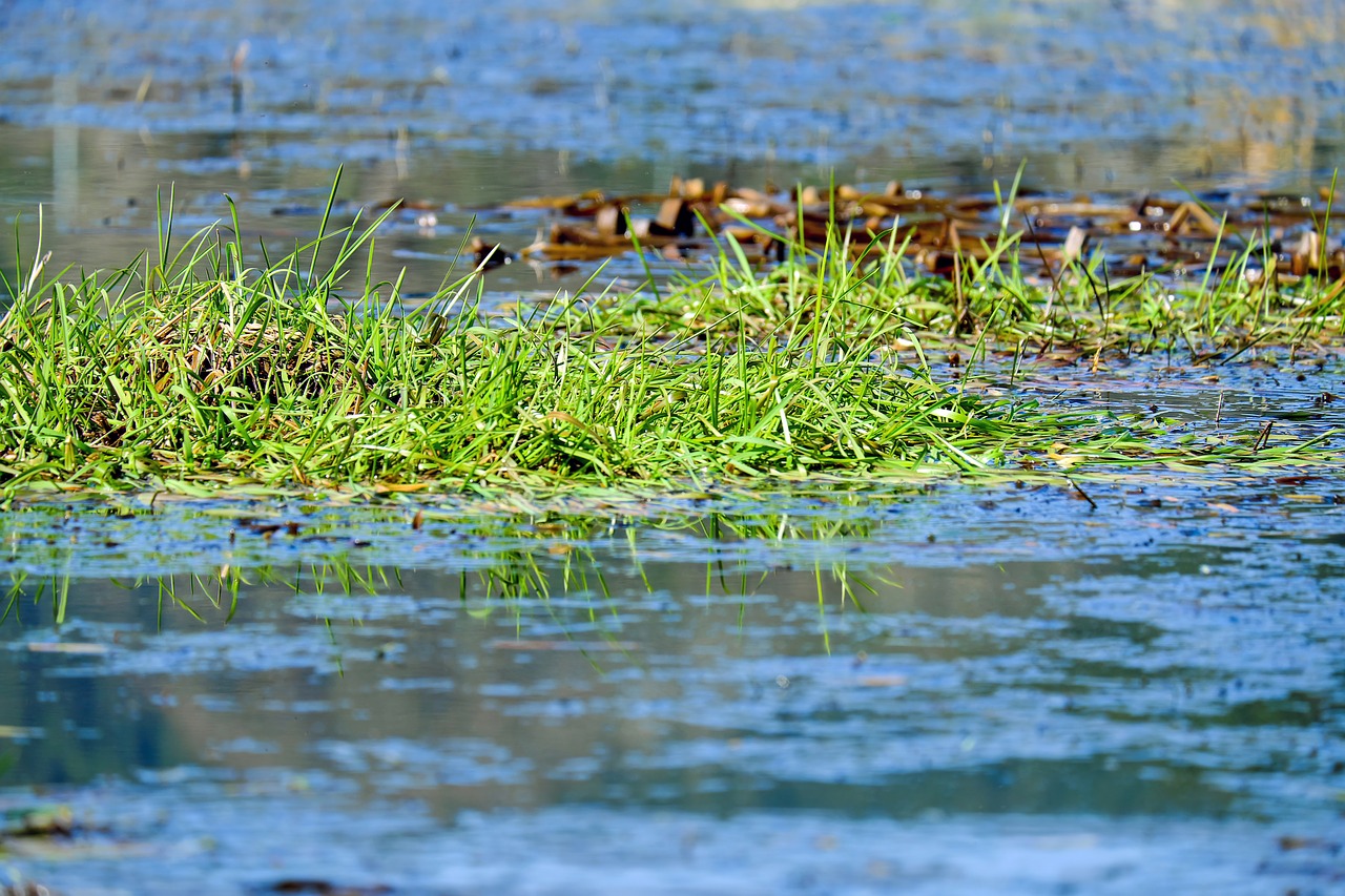 Image - grass water blue mirroring lake