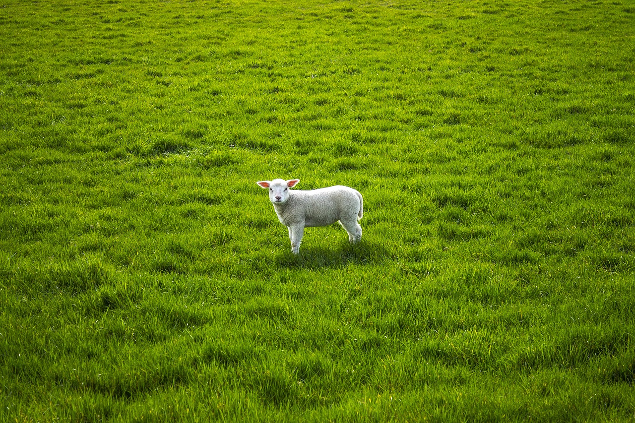 Image - sheep lamb lentje pasture