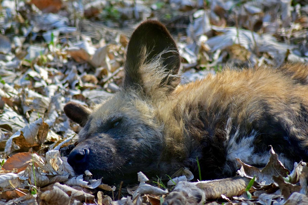 Image - jackal african wild dog zooaufnahme