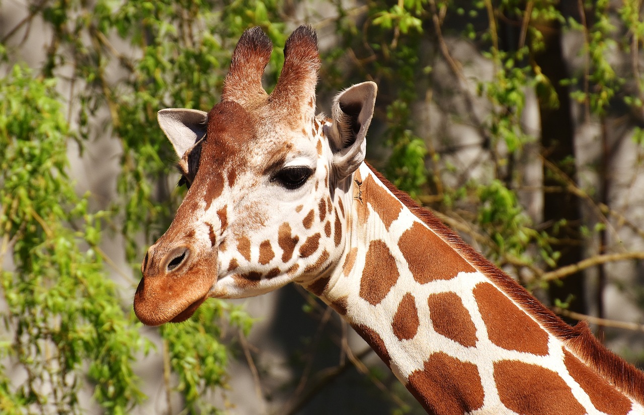 Image - giraffe wild animal stains