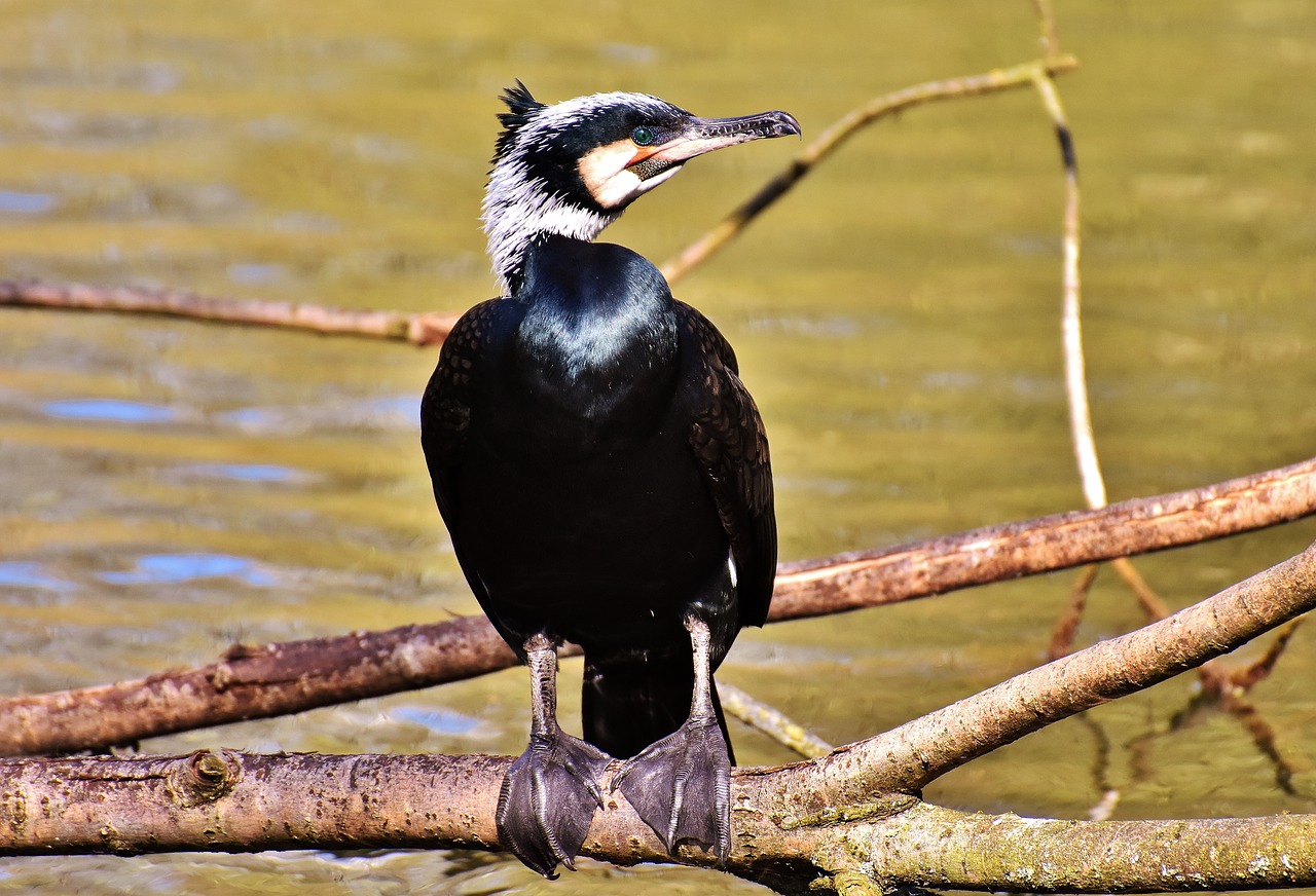 Image - cormorant phalacrocorax carbo black