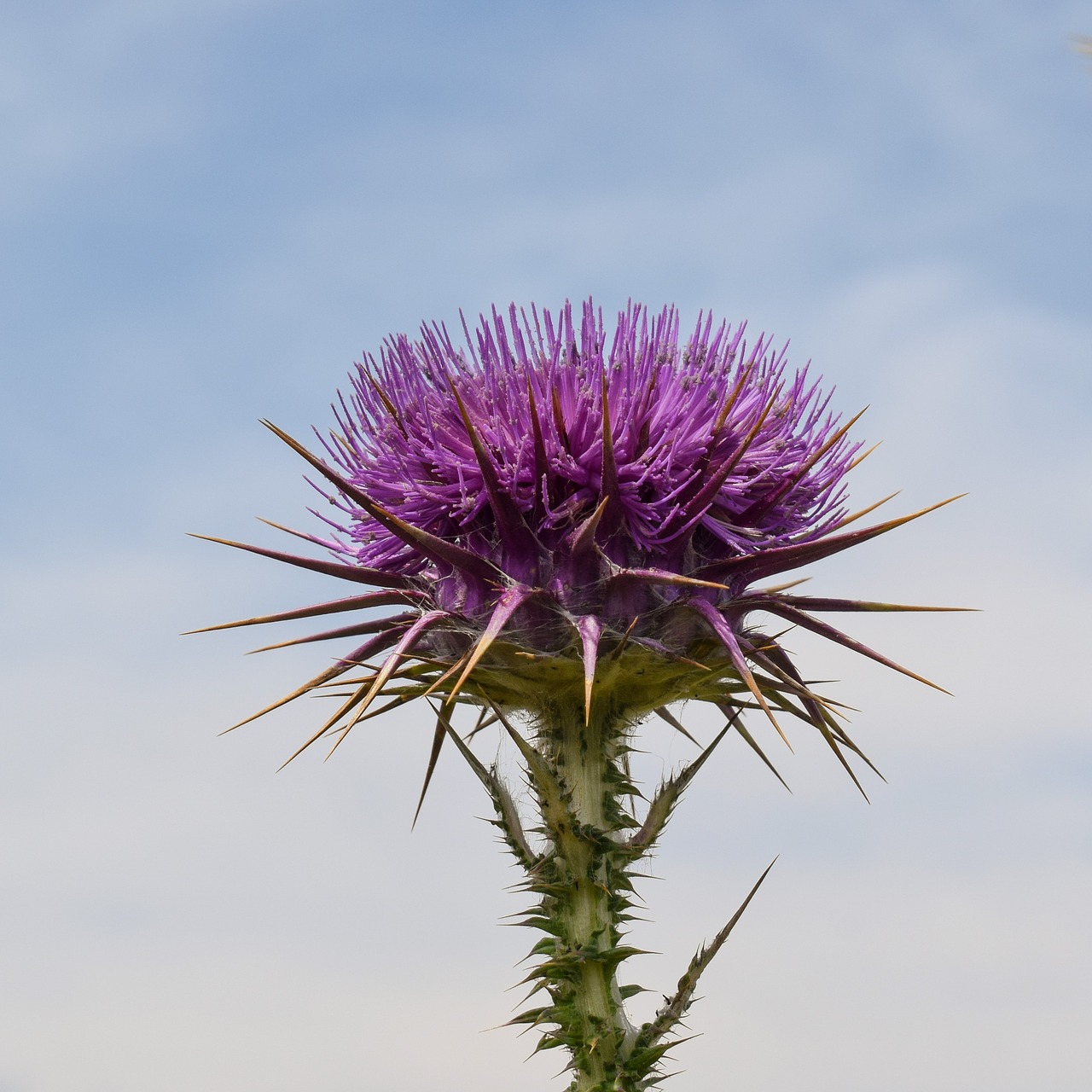 Image - thistle flower plant nature weed