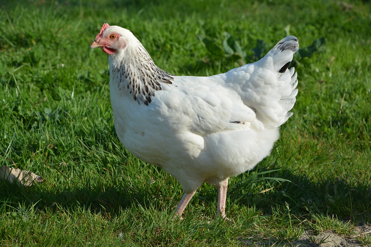 Image - hen animal white laying hens