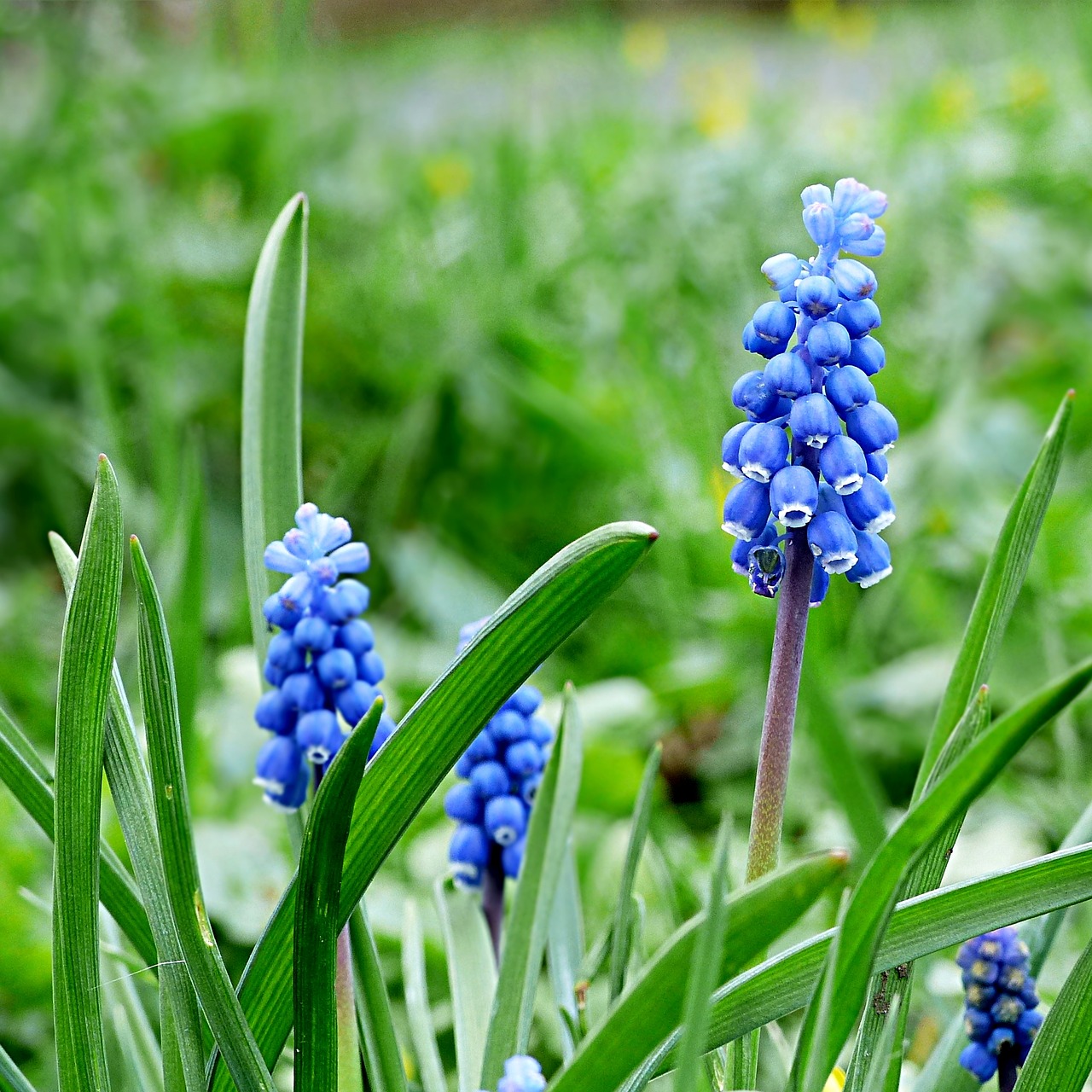 Image - hyacinth muscari flower blue