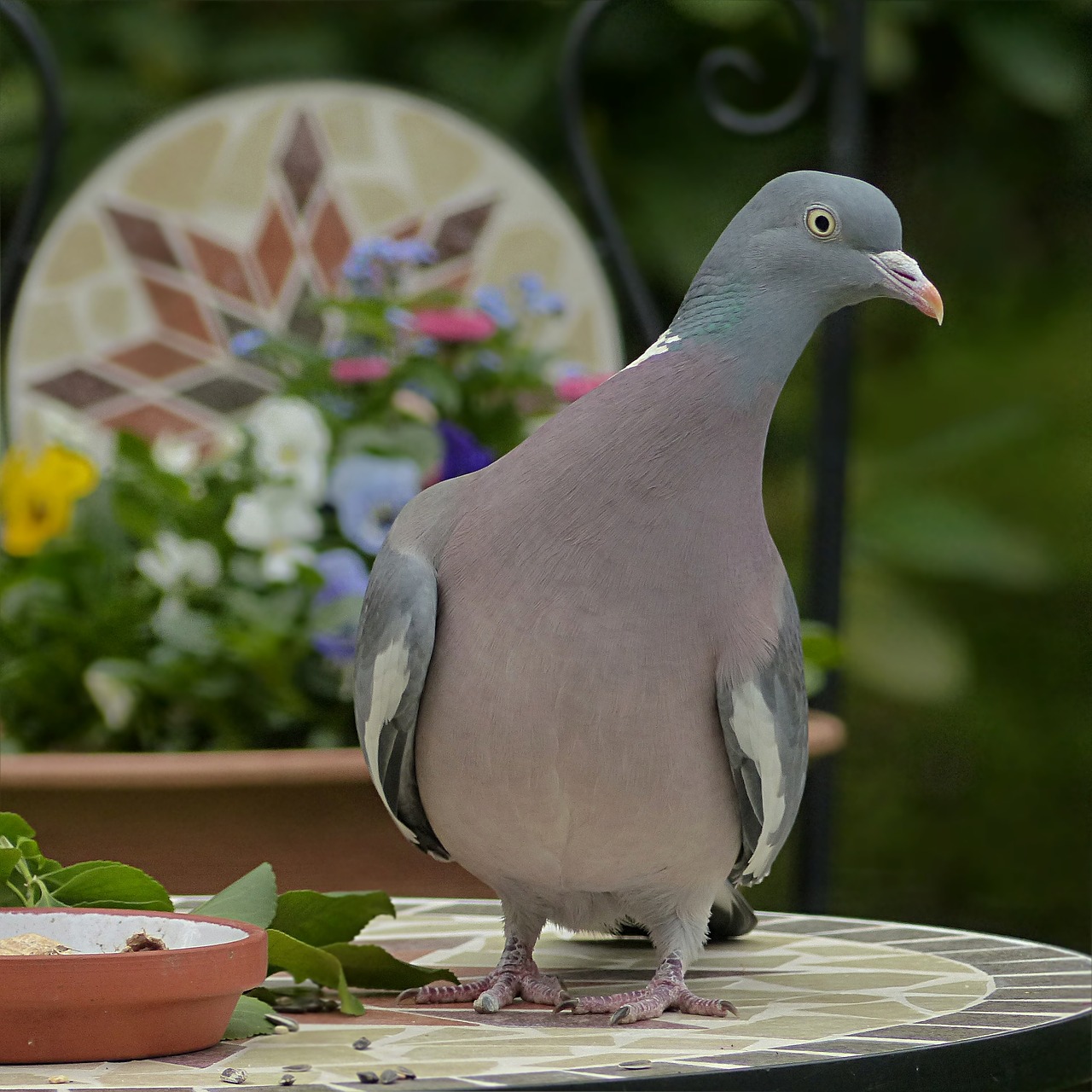 Image - dove ringdove bird columba palumbus