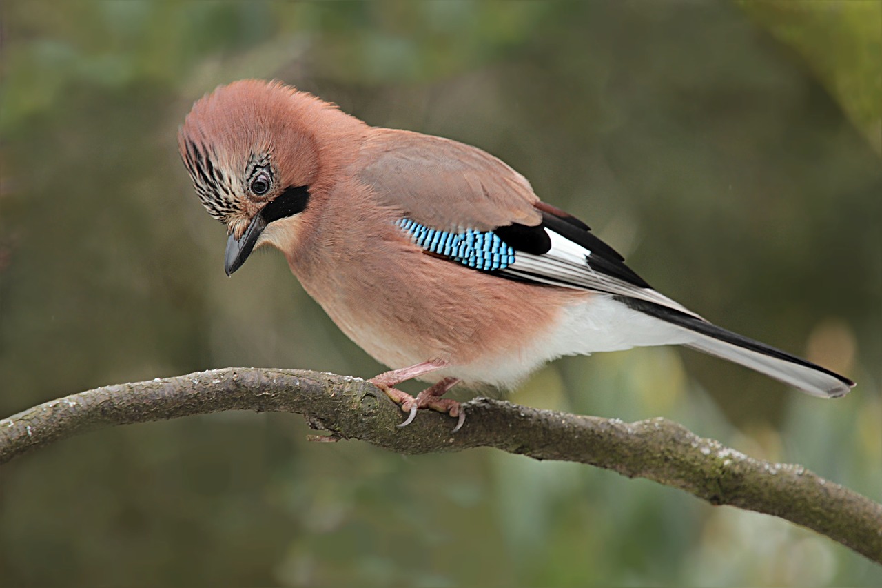 Image - jay bird garrulus glandarius