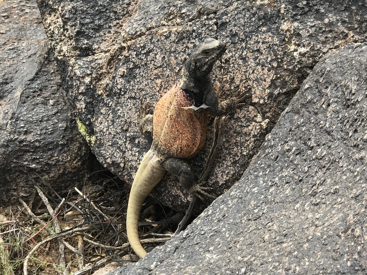 Image - chuckwalla lizard desert wildlife