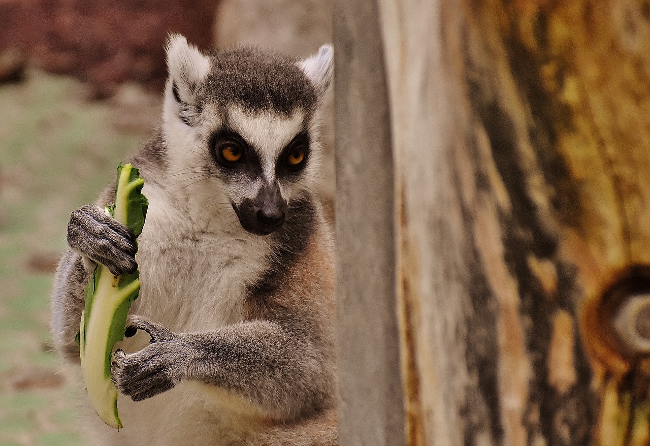 Image - monkey lemur cute eat zoo äffchen